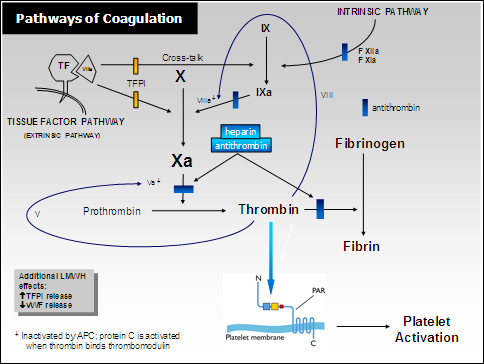 clotting pathway diagram. clotting pathway diagram.